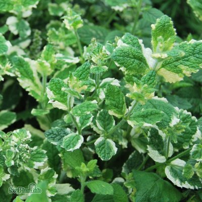 Mentha suaveolens Variegata, Äppelmynta, Rundmynta, C13cm
