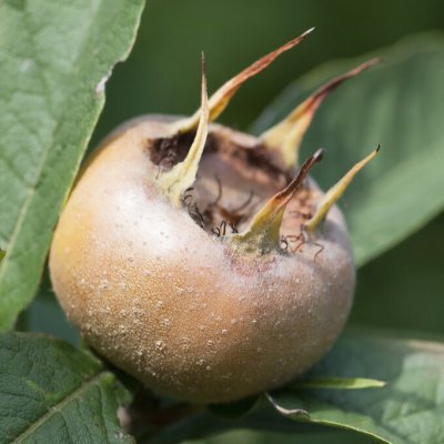 Mespilus germanica Westerfield