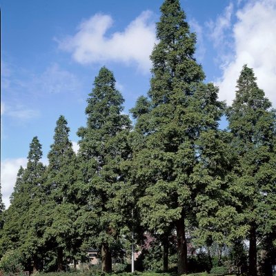 Metasequoia glyptostroboides, Kinesisk Sekvoja, 60-80 C3