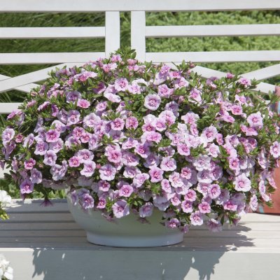 Småpetunia, Stickling, Million Bells MiniFamous ® Uno Double Pink 3-pack