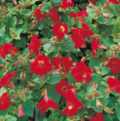 Mimulus cupreus Bonfire Red, Gyckelblomster, P9cm