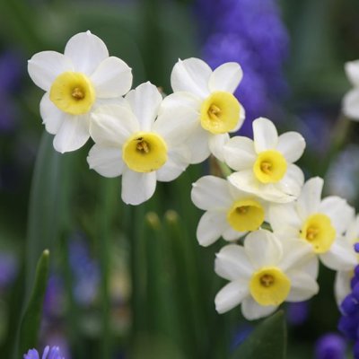 Narcissus inco. Minnow