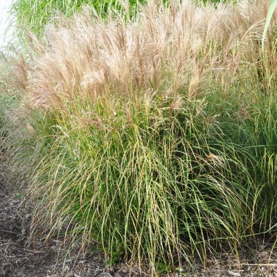 Miscanthus sinensis Rotsilber, Glansmiskantus