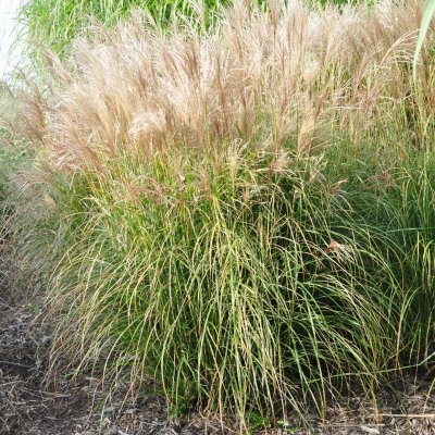 Miscanthus sinensis Rotsilber, Glansmiskantus