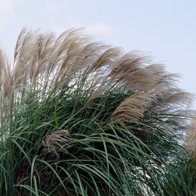 Miscanthus sinensis Flamingo, Glansmiskantus