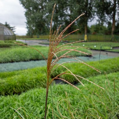 Miscanthus sinensis Graziella, Glansmiskantus