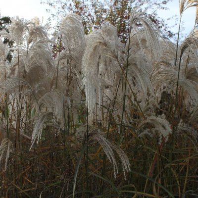 Miscanthus sinensis Kaskade, Glansmiskantus