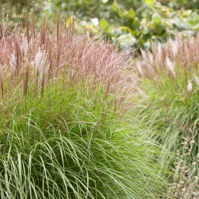 Miscanthus sinensis Kleine Silberspinne, Glansmiskantus
