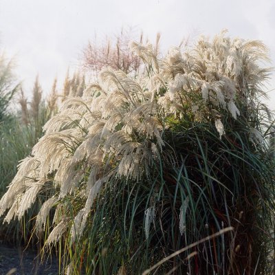 Miscanthus sinensis Purpurascens, Kopparmiskantus