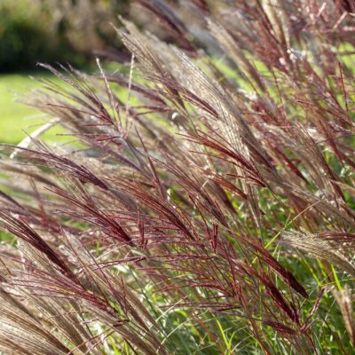 Miscanthus sinensis Red Chief, Glansmiskantus