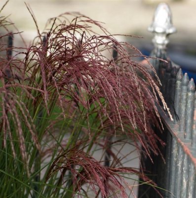 Miscanthus sinensis Red Cloud ®, Glansmiskantus