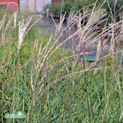 Miscanthus sinensis Silberfeder, Glansmiskantus, SQ2