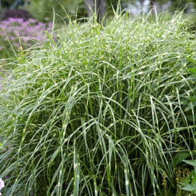 Miscanthus sinensis Zebrinus, Zebragräs, SQ2