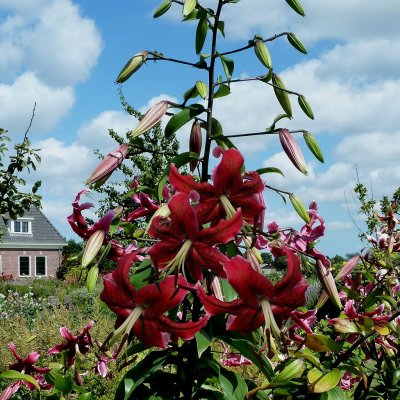 Turbanlilja Miss Feya 3st