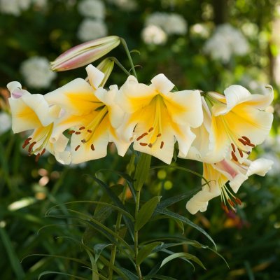 Trädlilja Miss Peculiar 3st