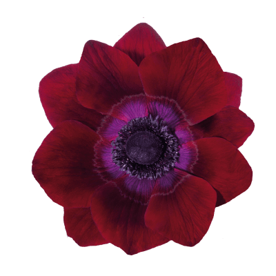Italiensk Anemon Mistral ® Bordeaux 10st