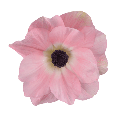 Italiensk Anemon Mistral ® Rosa Chiaro 10st
