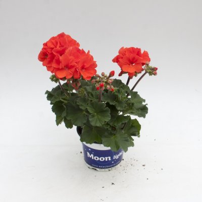 Pelargon Moonlight ™ Guido, stickling 3-pack