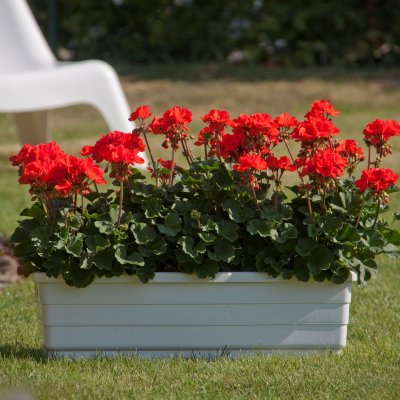 Pelargon Moonlight ™ Guido, stickling 3-pack