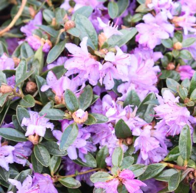 Rhododendron impeditum Moerheim, Dvärgrododendron, 20-30 C2