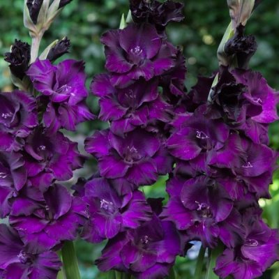 Gladiol Storblommig Mombasa 10st