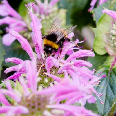 Monarda didyma Bee-Lieve ®, Temynta, P11cm