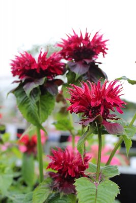 Monarda didyma Fireball ®, Temynta, SQ1