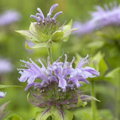 Monarda fistulosa Elsies Lavender, Lila temynta