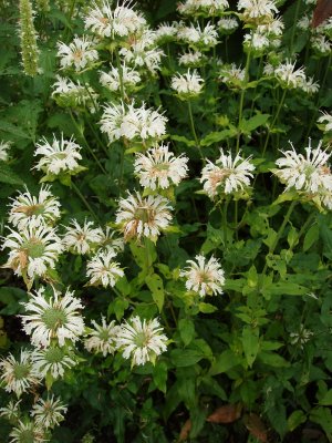 Monarda hybr. Schneewittchen, Temynta, C13cm