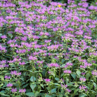 Monarda Prärienacht (Prairie Night), Temynta, SQ1