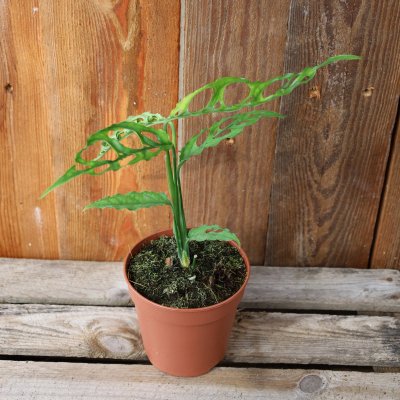 Monstera Peru