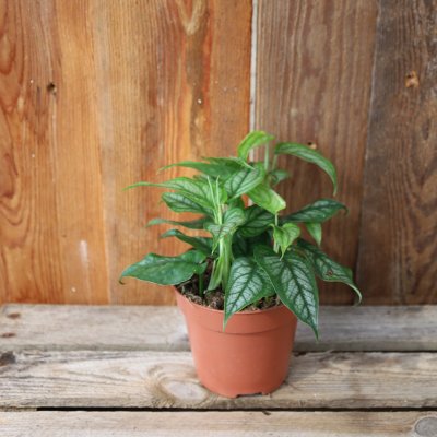 Monstera Siltepecana