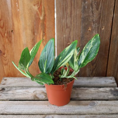 Monstera Standleyana