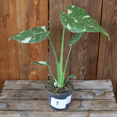 Monstera deliciosa Thai Constellation