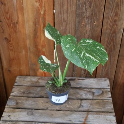 Monstera deliciosa Thai Constellation
