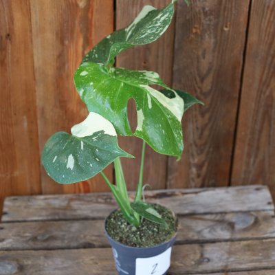 Monstera deliciosa Thai Constellation
