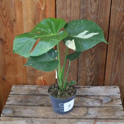 Monstera deliciosa Thai Constellation