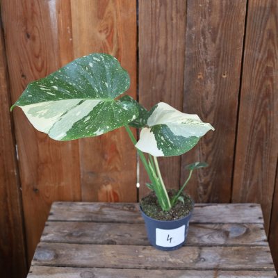 Monstera deliciosa Thai Constellation