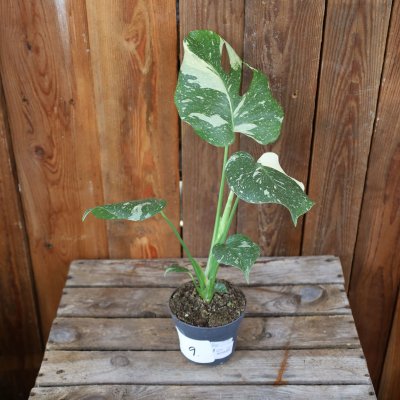 Monstera deliciosa Thai Constellation