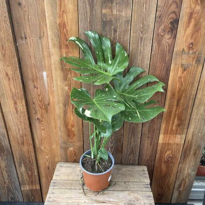 Monstera Thai Constellation