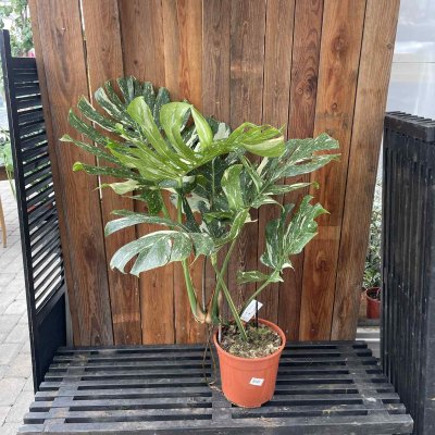 Monstera Thai Constellation