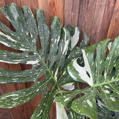 Monstera Thai Constellation