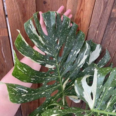 Monstera Thai Constellation