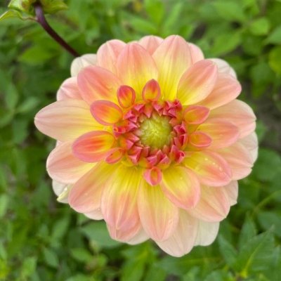 Dahlia Dekorativ Morning Glory 1st