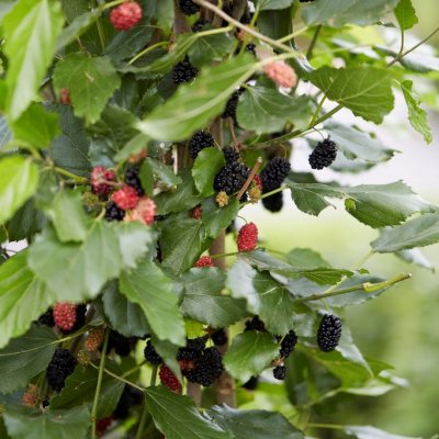 Morus rotundiloba Mojo Berry ® (Matsunaga), Dvärg Mullbär, C5