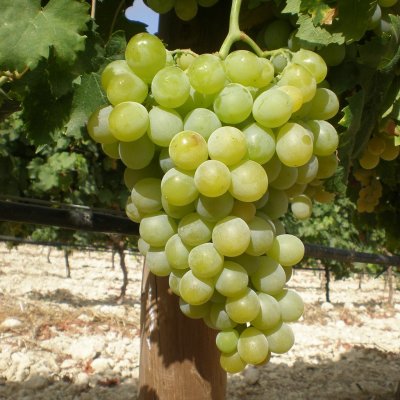 Vitis vinifera Muscat d´Alexandrie, Dessertdruva, 2 års C4