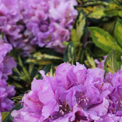 Rhododendron cataw. Moulten Gold (Blattgold), Rododendron