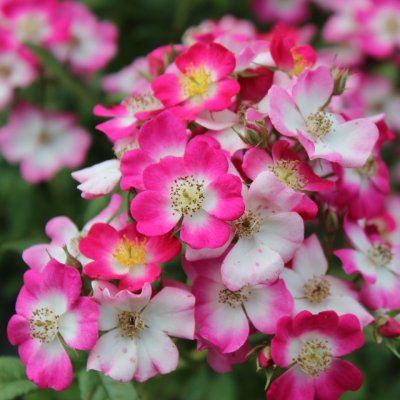 moschata Mozart, Buskros, C4