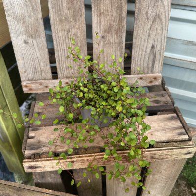 Muehlenbeckia