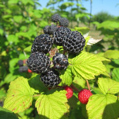 Rubus occidentalis Munger, Svarthallon, C3,5